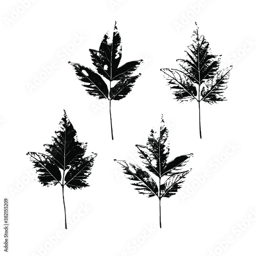 Set of prints of natural branches. Field grass silhouettes. Branches and leaves for botanical design, pattern, print, postcards. Vector illustration.