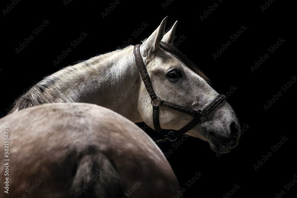 Fototapeta premium Lusitano vor dunklem Hintergrund