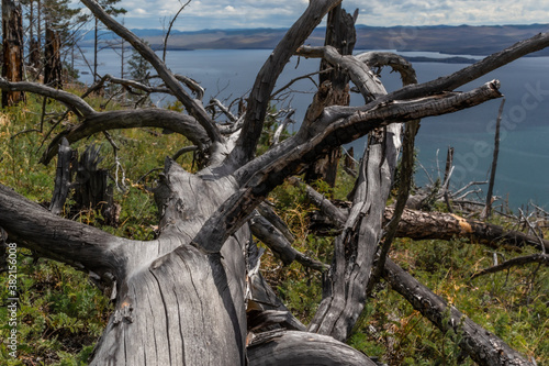 Dry dead bare smooth tree with twisting branches after fire, felled in green yellow grass. Blue Baikal lake. Sky with clouds, mountains on horizon. Siberia nature