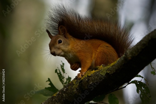 squirrel on a branch © Didzis