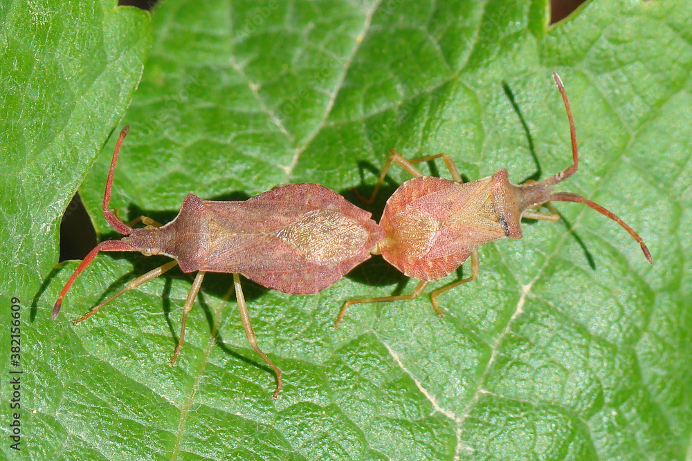 Naklejka premium Bugs mating (Haploprocta sulcicornis)