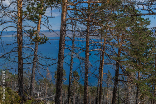Row of pine trees trunks with black red burnt bark, forest on slope of mountain. Coast of blue Baikal lake. Siberia nature landscape. Top view