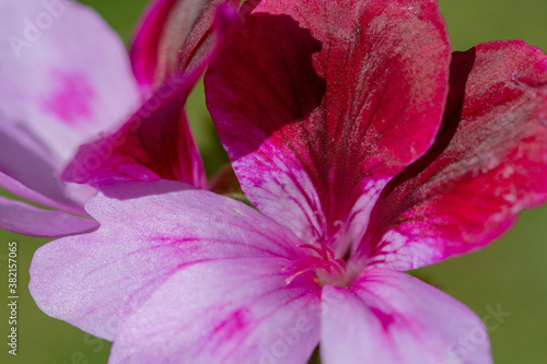 Close up of Pelargonium flower