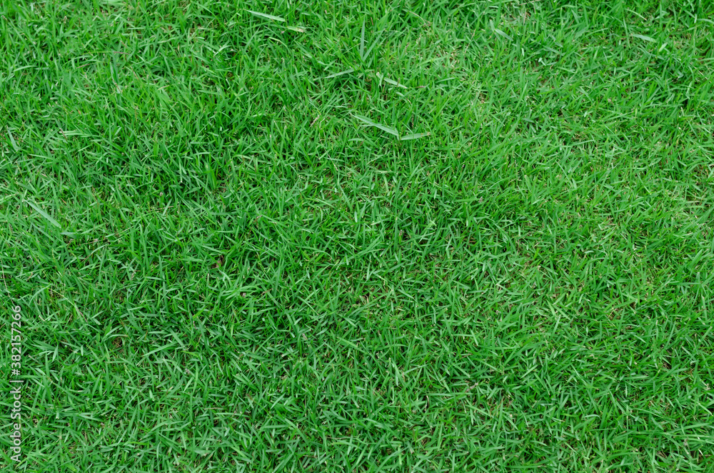 Green grass texture for background. Green lawn pattern and texture background. Close-up. Green grass texture for background. Green lawn pattern and texture background. Close-up.