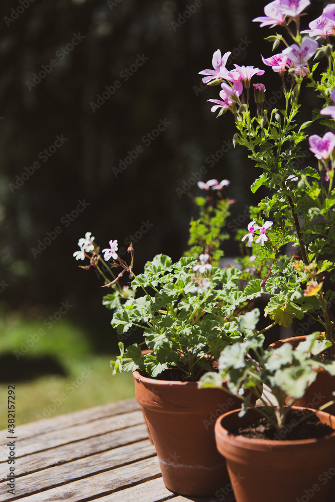 Pelargoniums in terracotta pots in the garden