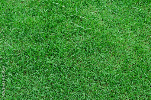 Green grass texture for background. Green lawn pattern and texture background. Close-up. © Anucha