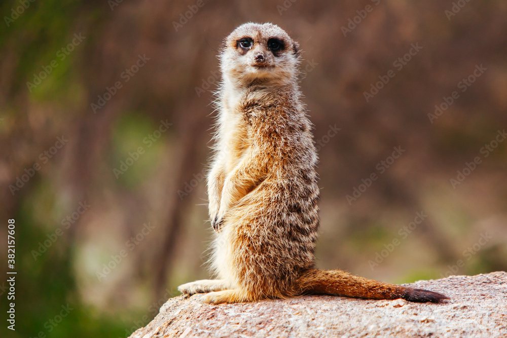 Fototapeta premium Inquisitive Meerkat in Melbourne Australia