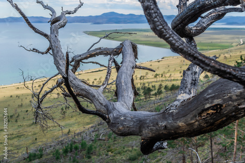 bare dark branch of burned tree against the background of bay of blue Siberian lake with yellow green grass on shore, mountauns on horizon
