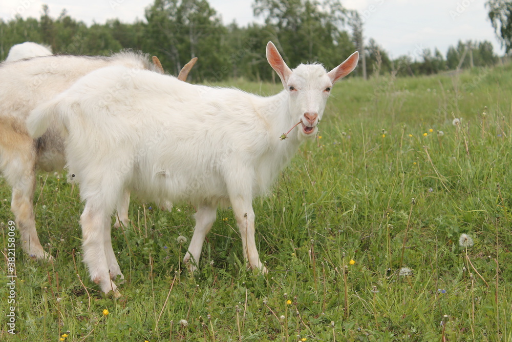 Obraz premium деревенская коза