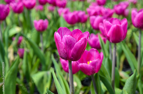 Common Tulipa Liliaceae Tulip windmill