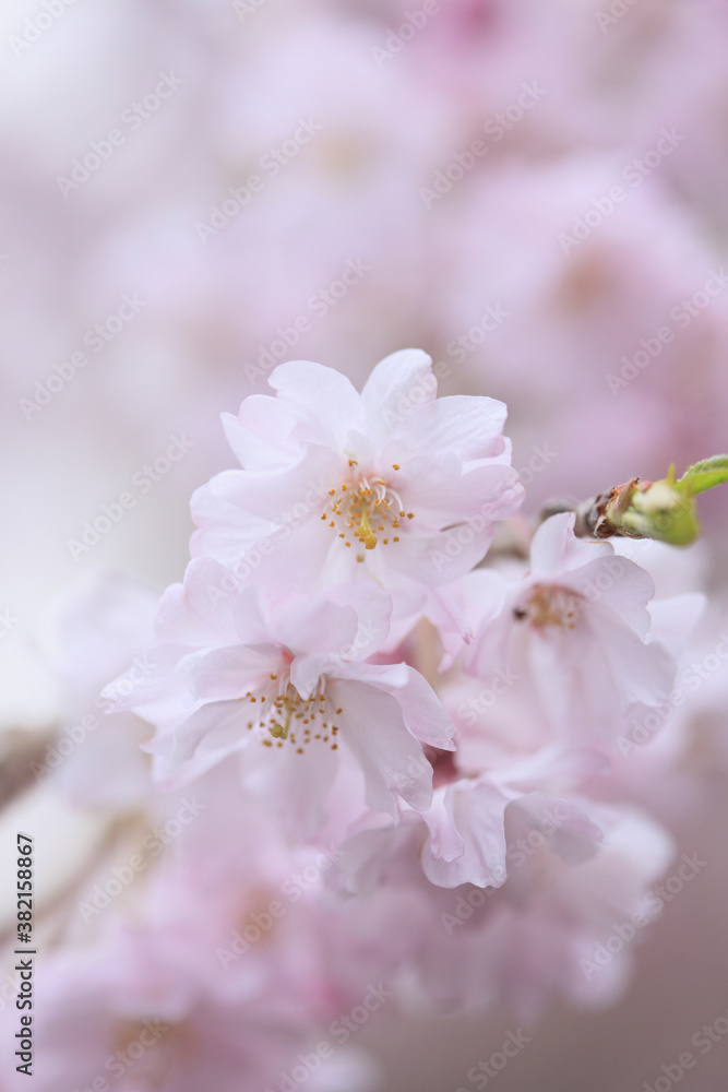 東京の桜 東京の桜
