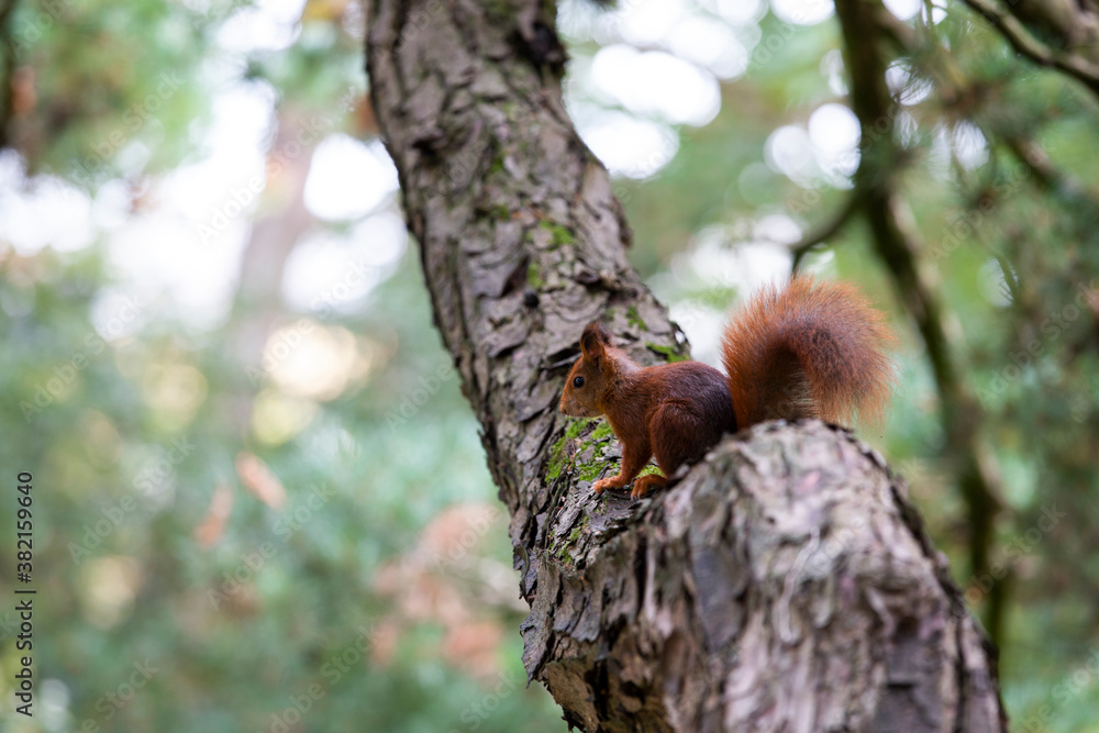 Eurasisches Eichhörnchen (Sciurus vulgaris) sitzt auf Baumstamm, kiefer