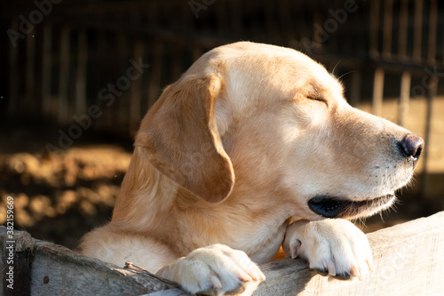 Brown golden retreiver dog stood and wait over the cage © bankrx