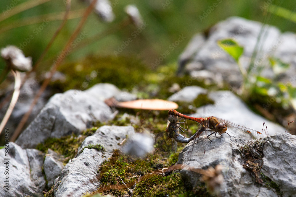 Blutrote Heidelibelle (Sympetrum sanguineum) bei Paarung auf sonnengewärmtem Stein Blutrote Heidelibelle (Sympetrum sanguineum) bei Paarung auf sonnengewärmtem Stein