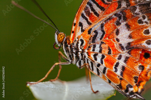Colorful Butterfly in Melbourne Australia © FiledIMAGE
