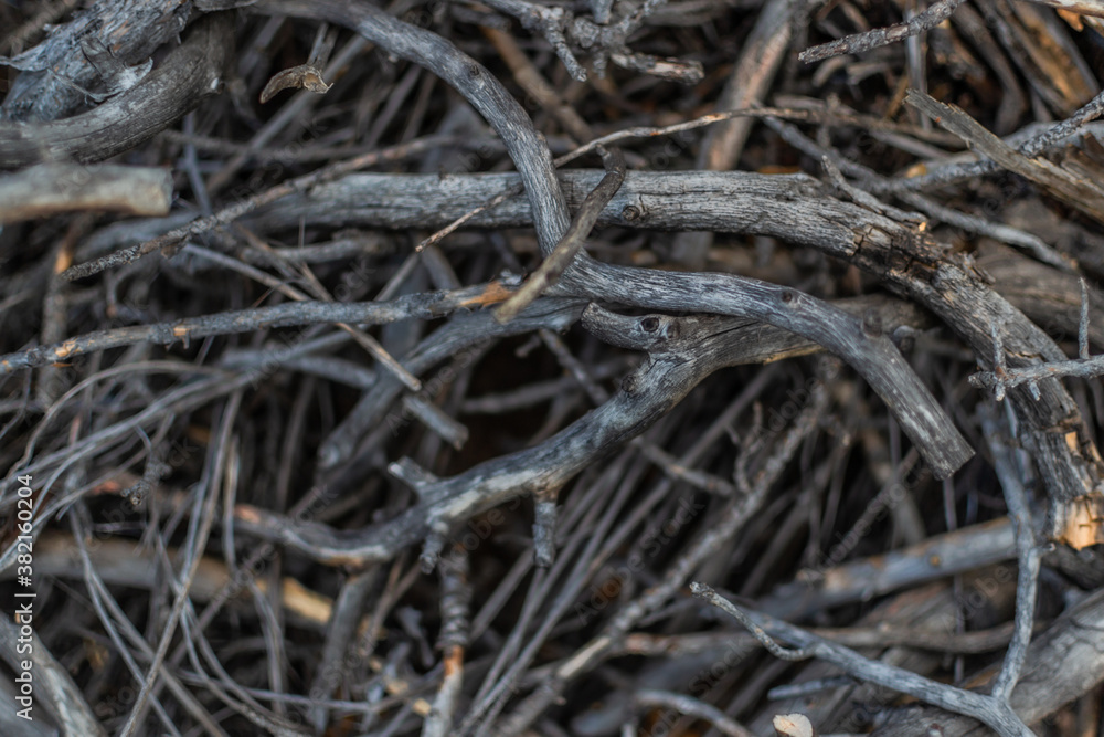thin small gray light winding curved branches, pattern. Nature after fire thin small gray light winding curved branches, pattern. Nature after fire