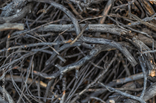 thin small gray light winding curved branches, pattern. Nature after fire