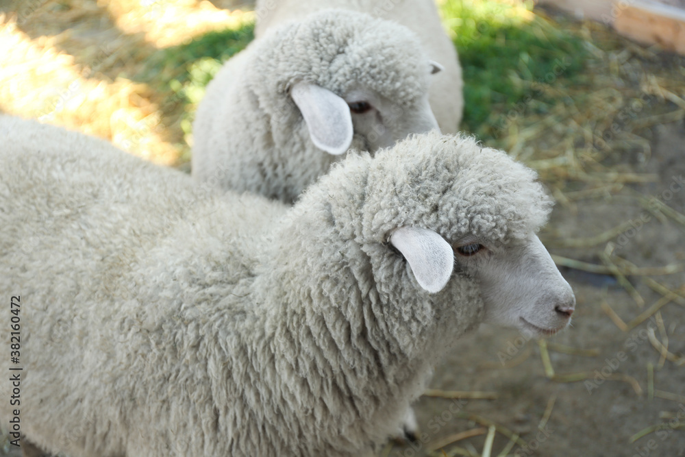 Cute funny sheep on farm, closeup. Animal husbandry Cute funny sheep on farm, closeup. Animal husbandry