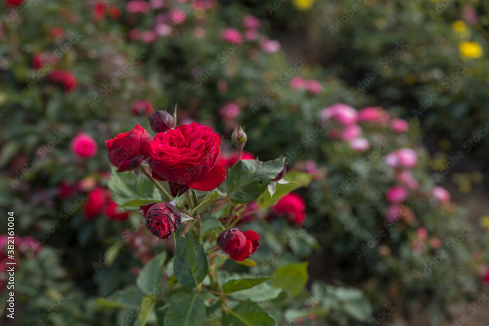 Obraz premium field with old type of red roses