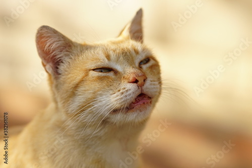 Happy smiling portrait of golden cat on a sunny day outdoors.