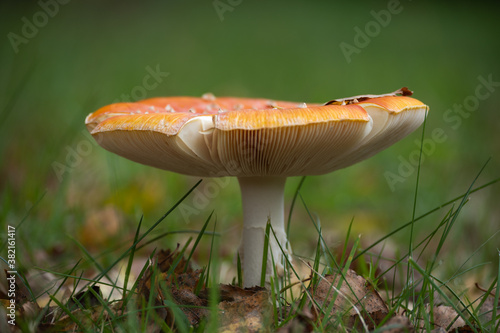 large toadstool growing in the grass 