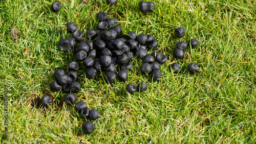 Sheep and cow droppings, 