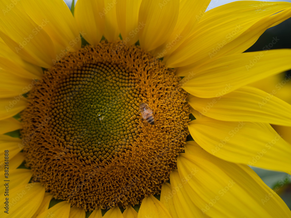 Naklejka premium sunflower with bee