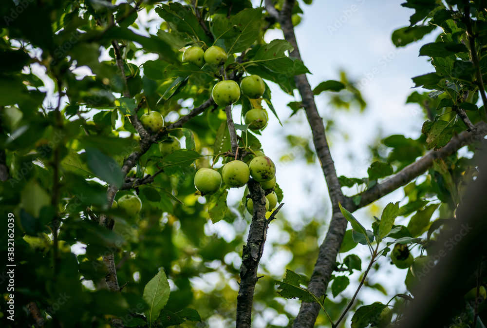 Green wild unripe apples on a branch.