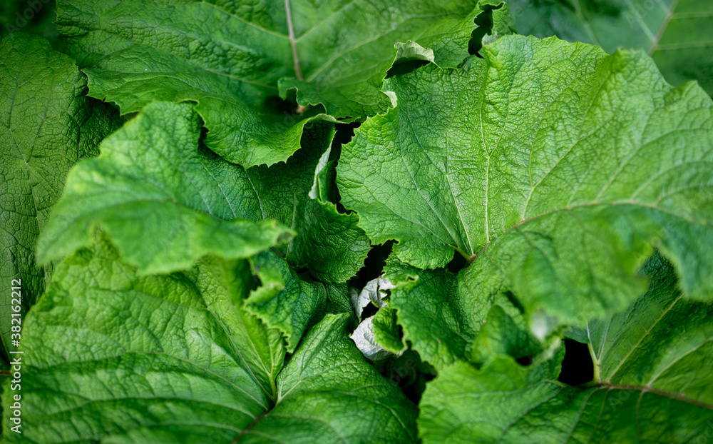 Green leaf burdock. Selective focus. Green leaf burdock. Selective focus.
