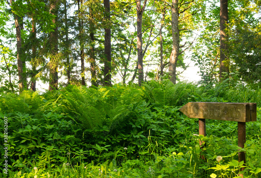 Fern thickets in the park Fern thickets in the park