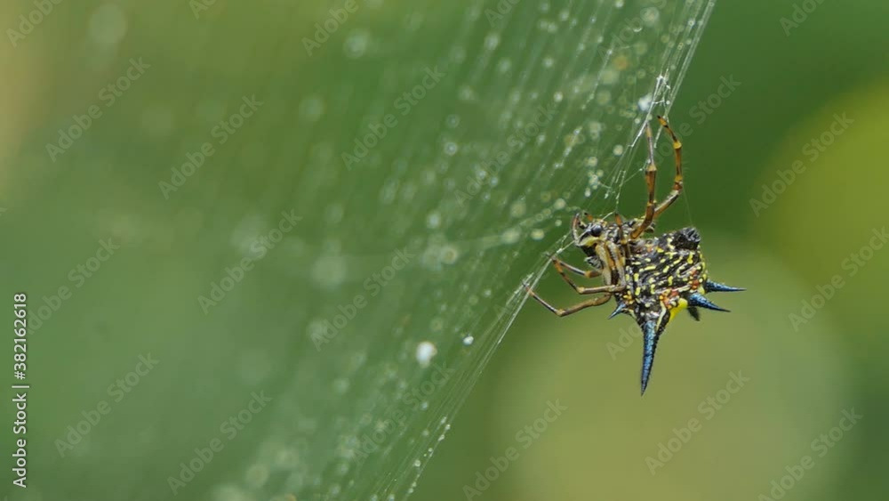 Hasselt's Spiny Spider, Gasteracantha hasselti, on cobweb in tropical rain forest. Hasselt's Spiny Spider, Gasteracantha hasselti, on cobweb in tropical rain forest.