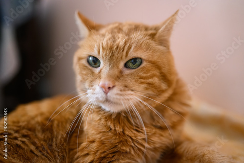 Wallpaper Mural Lovely red cat closed his eyes and sleeping. Selective soft focus. Torontodigital.ca