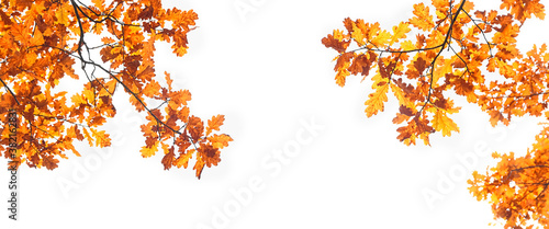 autumn nature background with oak leaves. fall season concept. autumn forest landscape. copy space. banner. 