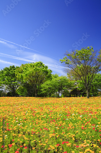 花畑 アドビストックのデザイン かべいろ Com おしゃれ壁紙リフォーム貼り替え インクジェット壁紙のかべいろ Com