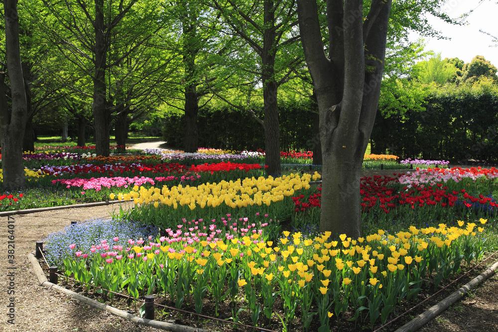 Obraz premium チューリップのお花畑