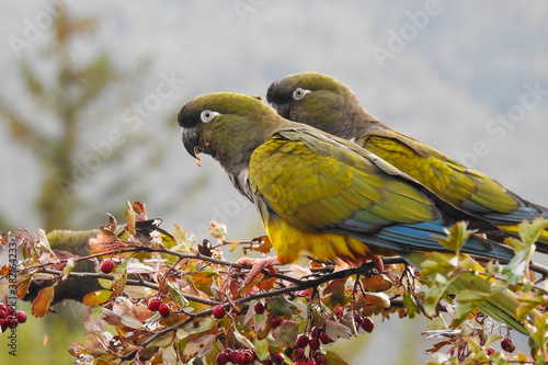 Burrowing Parrot (Cyanoliseus patagonus) photo