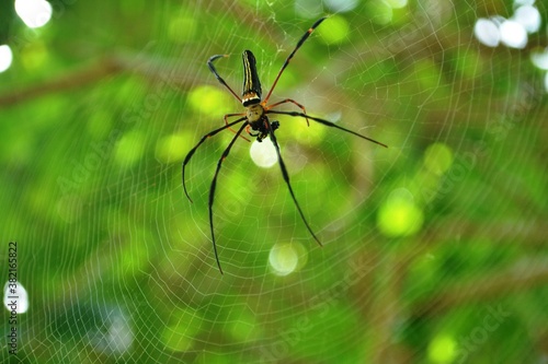 a spider insect makes a nest in a tree