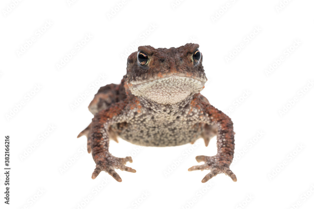 Small common european toad on stretched front legs seen from the head and isolated on white background Small common european toad on stretched front legs seen from the head and isolated on white background