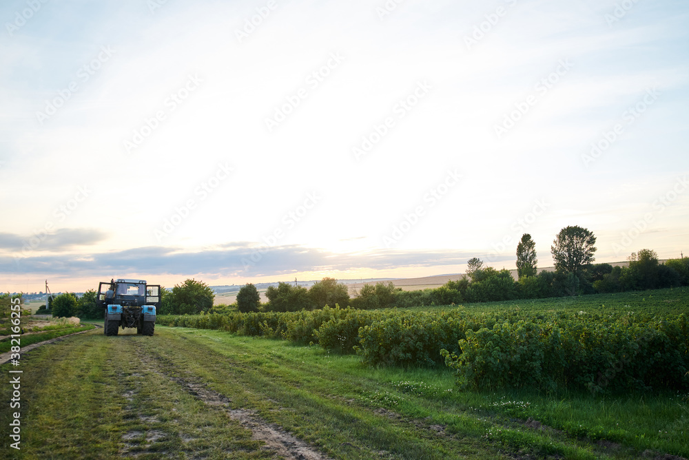 Fototapeta premium Currant production in countryside. Agricultural machinery on beautiful green field. Local cultivation development. Ecological conservation concept. Two trucks working in the village.