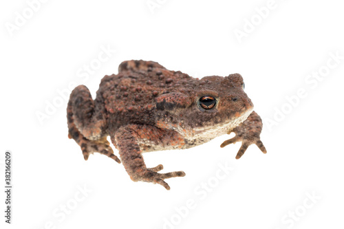Small common european toad facing right  seen obliquely from the side and isolated on white background