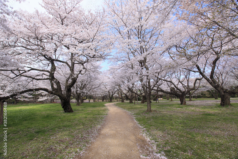 染井吉野桜の並木