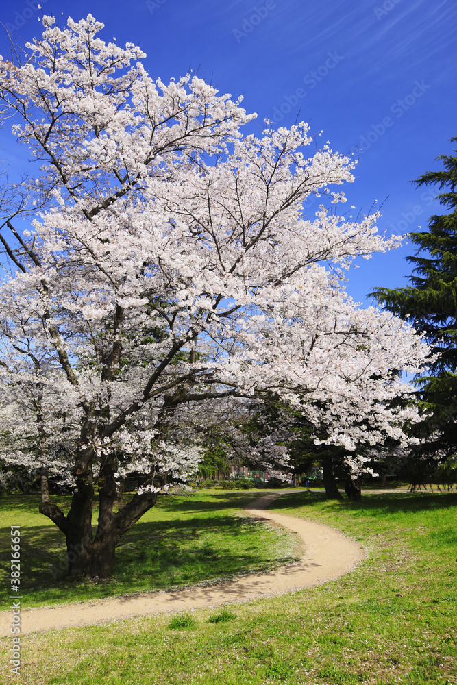 染井吉野桜と道 染井吉野桜と道