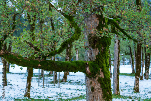 Markanter Baum am Ahornboden im Karwendelgebirge Tirol Österreich mit ersten Schnee im September photo