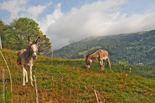 Bosco e pascoli sul Cammino di Oropa fra Graglia e Sordevolo - Biella