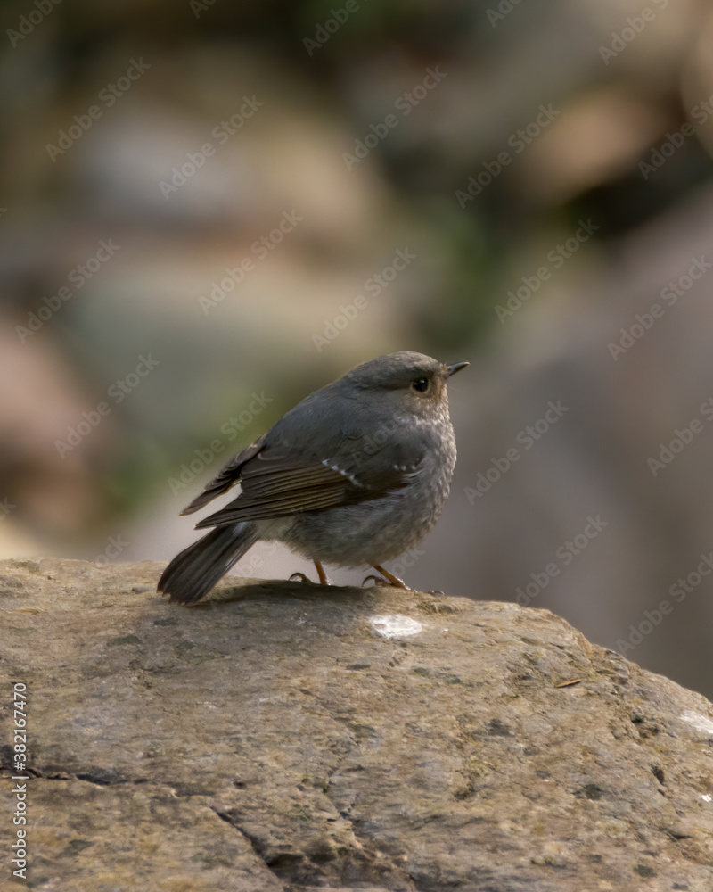 Plumbeous Water Redstart resting on a boulder Plumbeous Water Redstart resting on a boulder