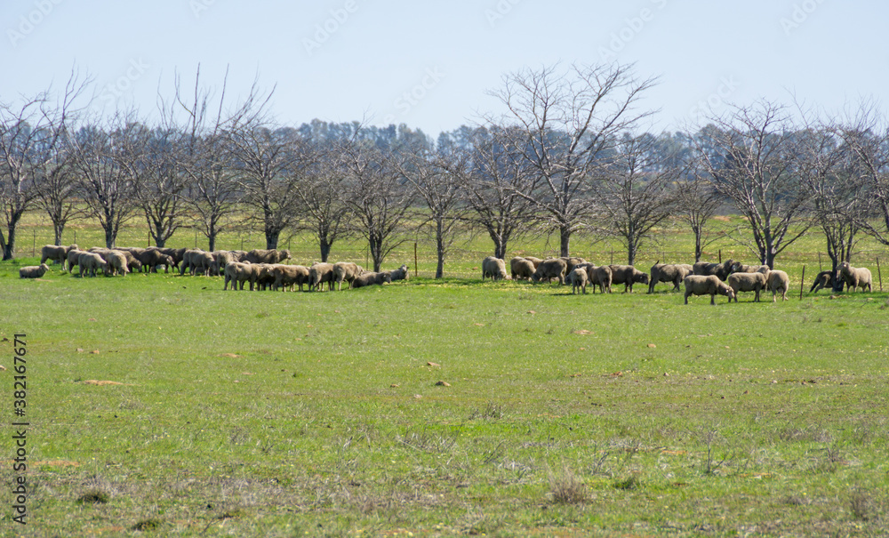 Obraz premium sheep grazing
