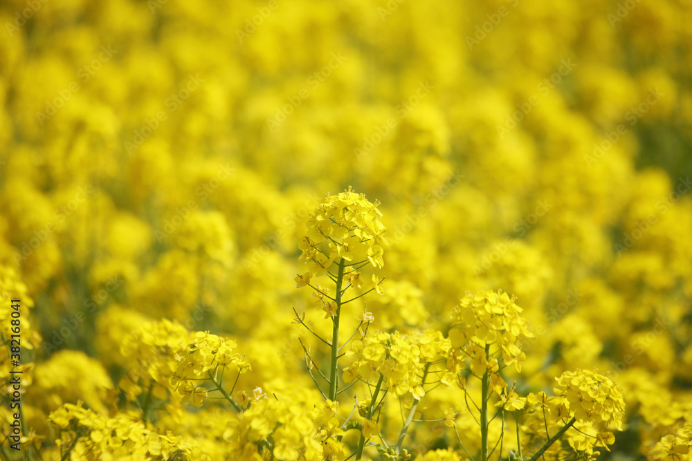 Obraz premium 菜の花畑