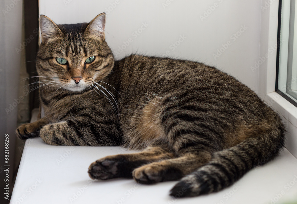 European shorthair cat lies on a white windowsill. Tabby calm resting cat with beautiful green eyes. Animal allergy, calm domestic beautiful cat, love the smaller brothers European shorthair cat lies on a white windowsill. Tabby calm resting cat with beautiful green eyes. Animal allergy, calm domestic beautiful cat, love the smaller brothers