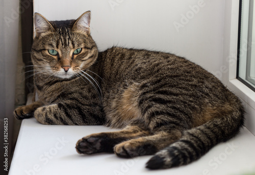 European shorthair cat lies on a white windowsill. Tabby calm resting cat with beautiful green eyes. Animal allergy, calm domestic beautiful cat, love the smaller brothers