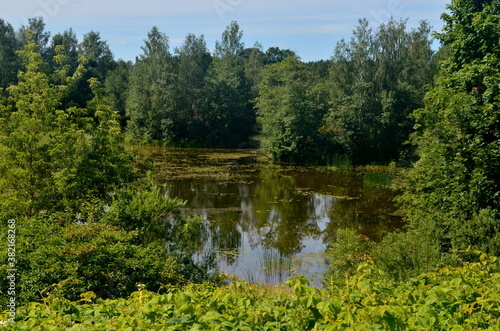 Overgrown small lake in summer  view from above. Small overgrown pond with green vegetation. water with reflections trees